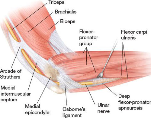 Elbow anatomy showing muscles and tendons