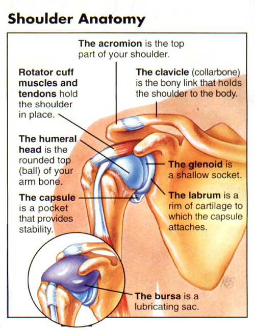 Anatomy showing areas that are affected in many shoulder injuries